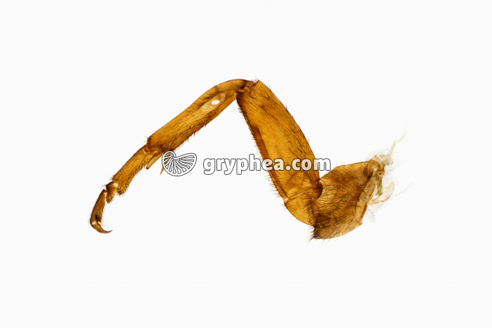 Tympan sur patte de Grillon femelle x1,5 - gryphea.org